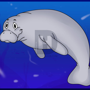 Team Page: Manatees